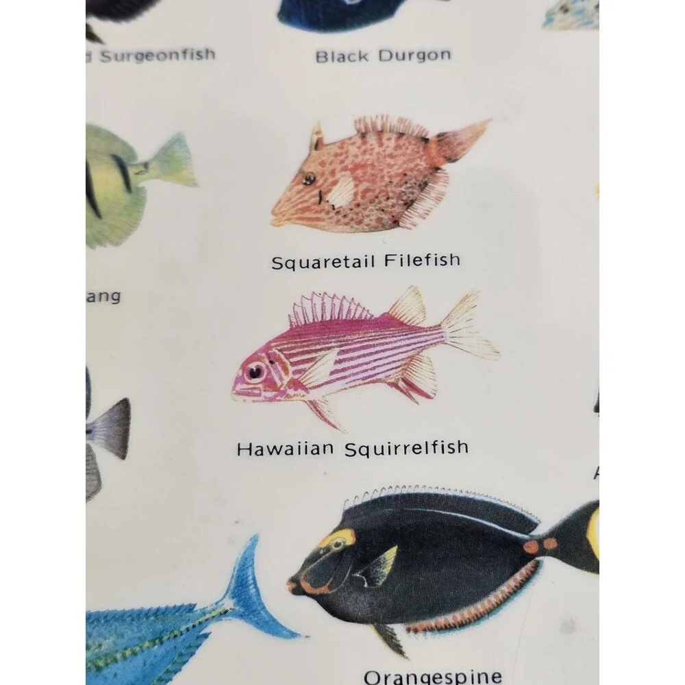 Vtg 1983 Guide to Hawaiian Reef Fish Plastic Card Natural World Press Ephemera